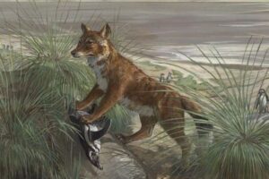 埋葬地でキツネの骨を発見、人間がペットとして飼っていた可能性【アルゼンチン】