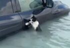 洪水が起きたドバイで、水没した車にしがみつくネコを発見、無事に保護【動画】