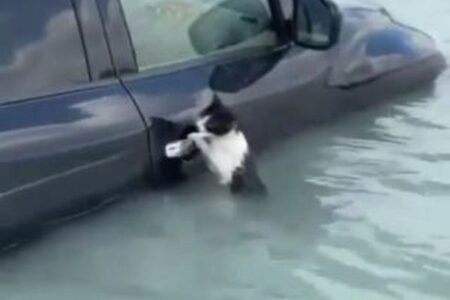 洪水が起きたドバイで、水没した車にしがみつくネコを発見、無事に保護【動画】