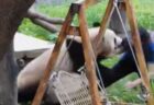 かわいいパンダたちが、女性飼育員を押し倒す【中国】
