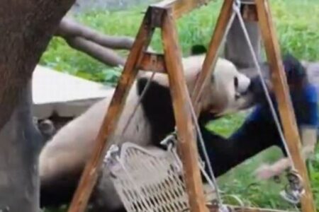 かわいいパンダたちが、女性飼育員を押し倒す【中国】