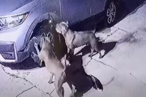 2匹のピットブルが車を破壊、持ち主の女性もびっくり【アメリカ】