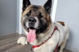 秋田犬が、泥の溝にはまって動けない男性のそばを離れず【カナダ】