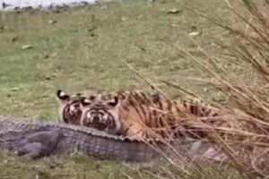 インドでトラがワニを殺して食べる、貴重な場面の撮影に成功