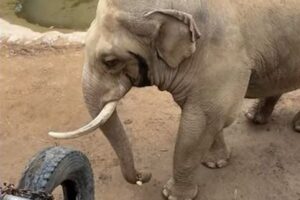優しいゾウ！囲いの中に落ちた幼児の靴を、拾って届ける【動画】