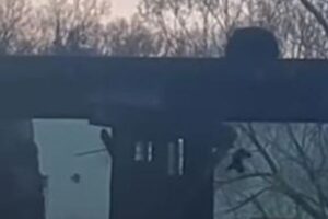 子熊が橋の上から川へ落下、母親が急いで救出【動画】