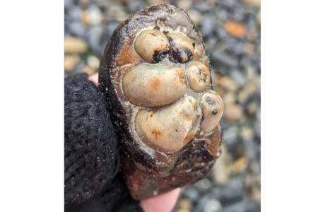 海岸で石拾いをしていた女性、絶滅した哺乳類の歯を見つける【アメリカ】