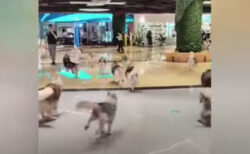犬カフェから100匹のハスキー犬が脱走、ショッピングセンター内を駆け回る【中国】