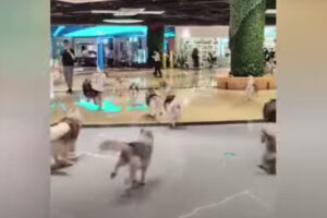 犬カフェから100匹のハスキー犬が脱走、ショッピングセンター内を駆け回る【中国】