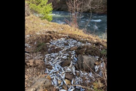 トラック横転で溢れ出た10万匹の鮭、そのまま川に流れ込みほぼ救かる