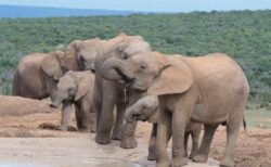「ドイツに2万頭のゾウを贈る」ボツワナの大統領が独環境相を批判