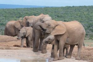 「ドイツに2万頭のゾウを贈る」ボツワナの大統領が独環境相を批判