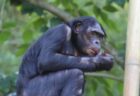 ボノボのオスは、平和を愛する動物ではない可能性