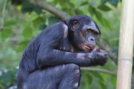 ボノボのオスは、平和を愛する動物ではない可能性