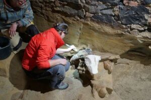 地下のワインセラーを改修していたら、複数のマンモスの骨を発見