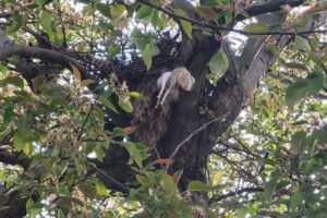 リスの巣に意外すぎるものが…発見者も思わず二度見