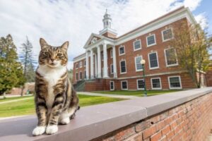 米大学が、長年キャンパスで過ごしてきたネコに博士号を授与