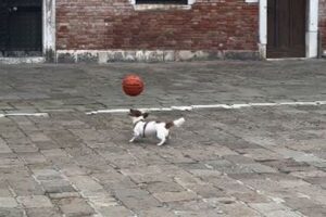 器用にドリブルし、巧みなボールコントロールをするワンコが凄い【動画】