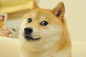 仮想通貨の顔にもなった、人気の柴犬「かぼす」が亡くなる