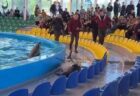 水族館のプールからイルカが飛び出す、飼育下における異常行動か？
