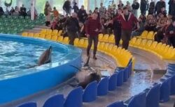 水族館のプールからイルカが飛び出す、飼育下における異常行動か？