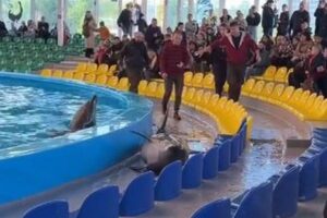 水族館のプールからイルカが飛び出す、飼育下における異常行動か？
