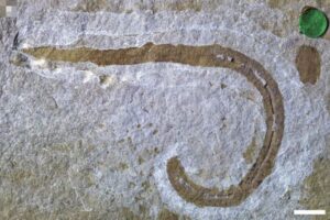 サンドワームのような古代の虫、喉を突き出し、獲物を捕らえていた