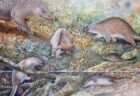 オーストラリアで発見された「ハリモグラ」に似た古代生物の化石、科学者が分析
