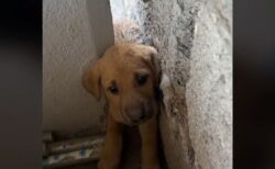 壁の間に挟まったかわいい子犬、優しい男性が救出【動画】