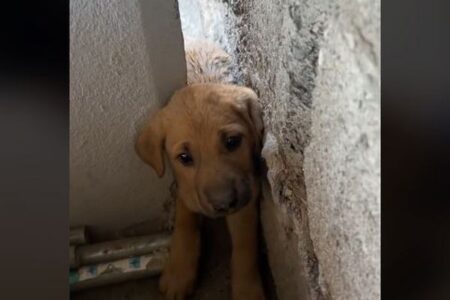 壁の間に挟まったかわいい子犬、優しい男性が救出【動画】