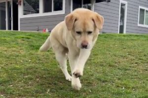 足が不自由なワンコ、飼い主のもとへ一生懸命歩いていく【動画】