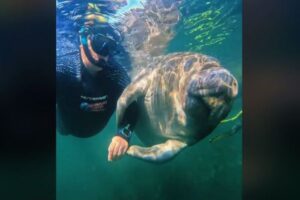 マナティーが自らダイバーの手を握る、キュートな動画