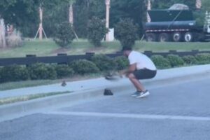 アヒルのヒナたちを助けようとした男性、母鳥から攻撃されてしまう