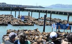 サンフランシスコの港でアシカが急増、1000頭以上が桟橋に集結