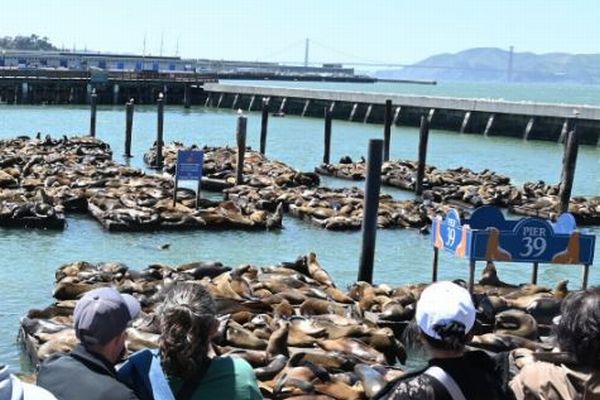 サンフランシスコの港でアシカが急増、1000頭以上が桟橋に集結