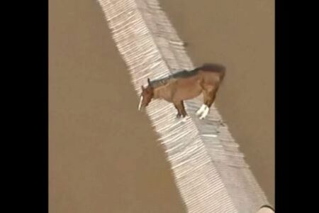 【ブラジル大洪水】屋根に残された1頭の馬を発見、救出作戦が成功