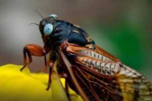非常に珍しい青い目をしたセミを発見、写真の撮影に成功【アメリカ】