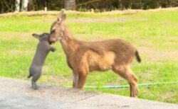 まるでディズニーの『バンビ』にそっくり、子鹿とウサギが仲良く触れ合う【動画】