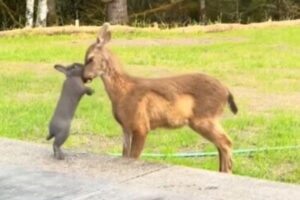 まるでディズニーの『バンビ』にそっくり、子鹿とウサギが仲良く触れ合う【動画】
