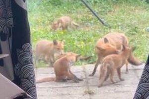 住宅の庭に9匹の子ギツネ、楽しく遊びまわる姿が可愛い【動画】