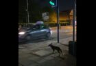 ロンドンの横断歩道で、信号待ちをする賢いキツネを撮影