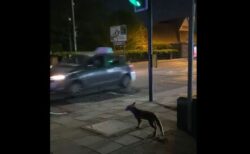 ロンドンの横断歩道で、信号待ちをする賢いキツネを撮影