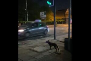 ロンドンの横断歩道で、信号待ちをする賢いキツネを撮影