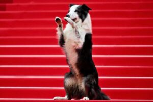 映画に出演したボーダーコリーが、カンヌ映画祭のレッドカーペットでポーズ