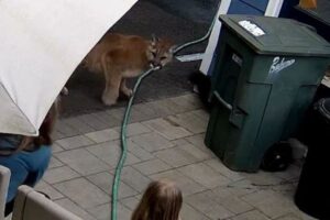 民家の庭に大きなクーガー、人のわずか数メートルまで接近【動画】