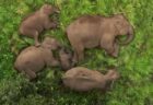 ゾウの群れが気持ちよさそうにお昼寝、スヤスヤ眠る動画に癒される