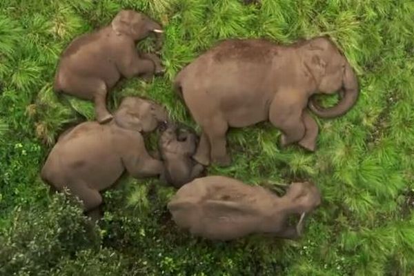 ゾウの群れが気持ちよさそうにお昼寝、スヤスヤ眠る動画に癒される
