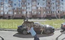 ロシアでヘラジカが女性を突き飛ばす、その瞬間の動画が恐ろしい