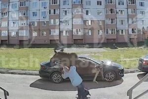 ロシアでヘラジカが女性を突き飛ばす、その瞬間の動画が恐ろしい