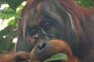 オランウータンが薬草を使い、傷の治療をしていることが判明